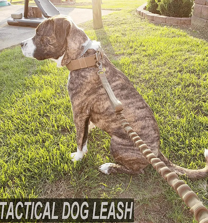 Brindle pit bull sitting on a lawn with the khaki tactical bungee dog leash clipped to its collar.