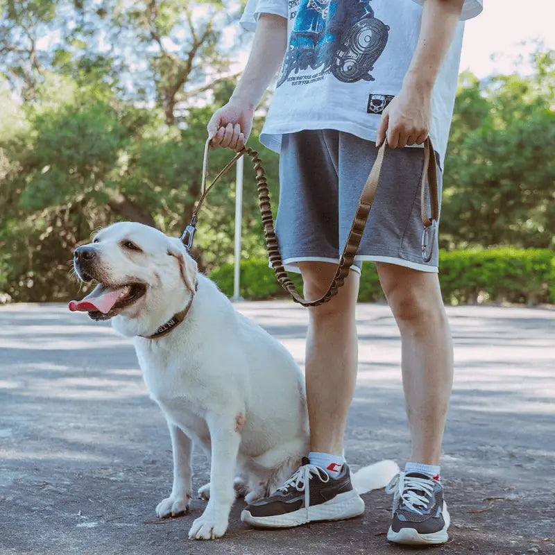 Person walking a yellow labrador on the camo tactical bungee dog leash, holding the traffic handle.