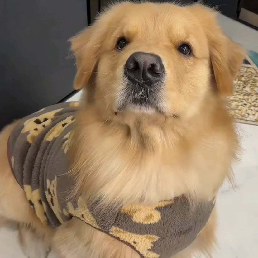 Close view of a golden retriever wearing the brown teddy bear fleece dog vest.