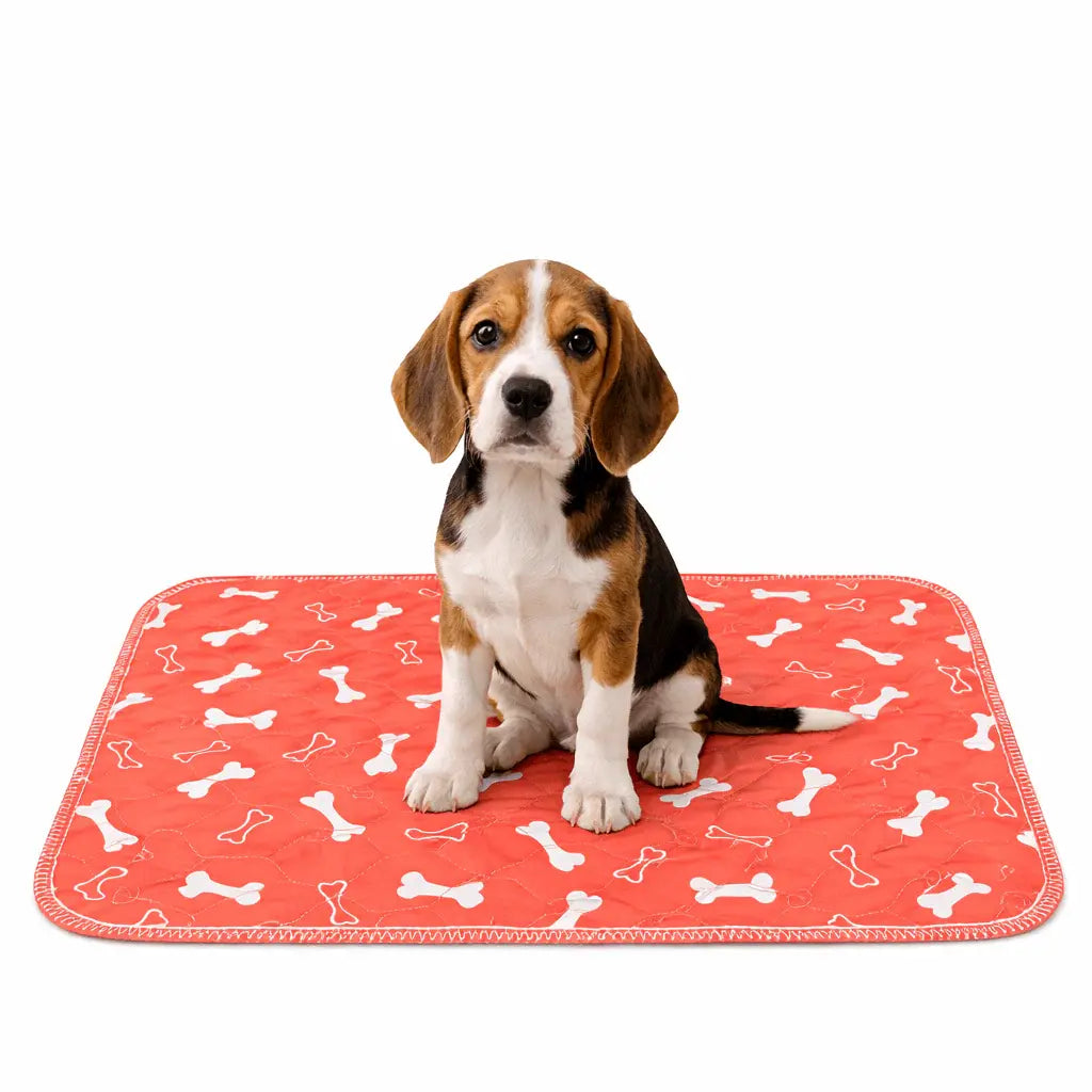 Beagle puppy sitting on the red bone print washable pee pad.