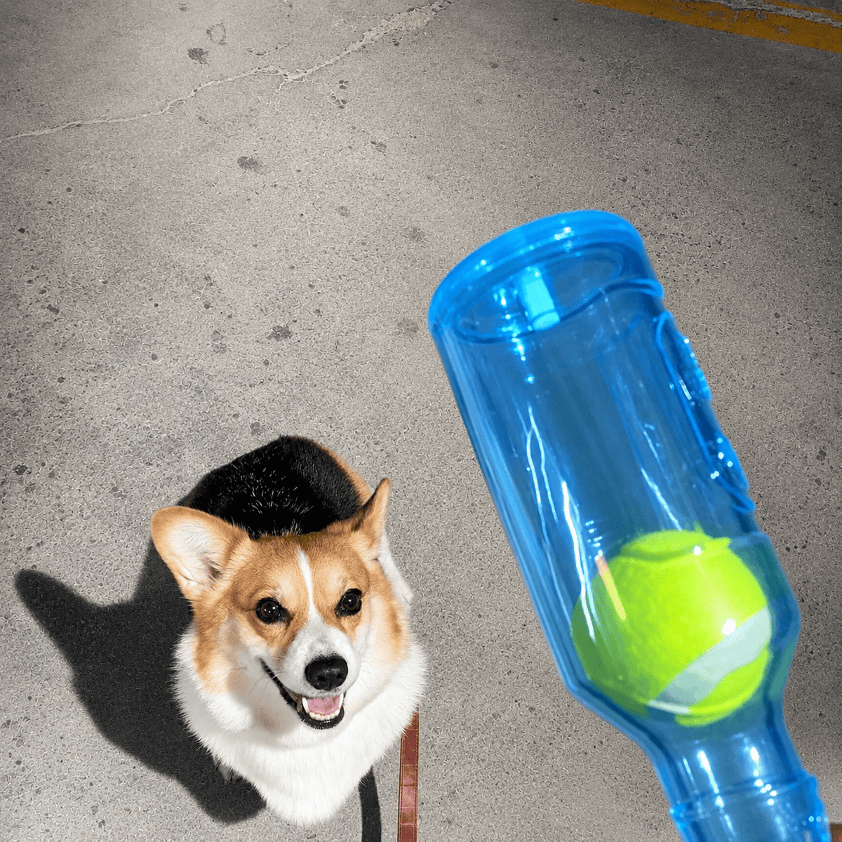 Close up of the blue water bottle dog chew toy on pavement with the tennis ball visible inside and a corgi behind it.
