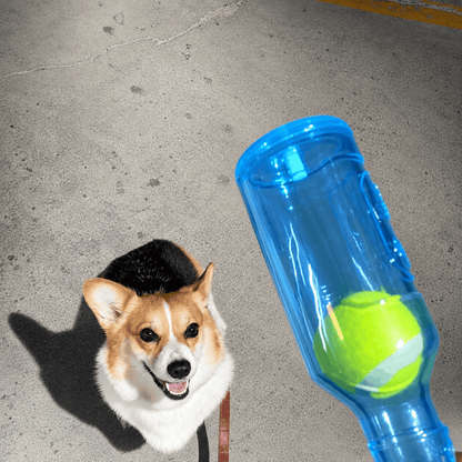 Close up of the blue water bottle dog chew toy on pavement with the tennis ball visible inside and a corgi behind it.