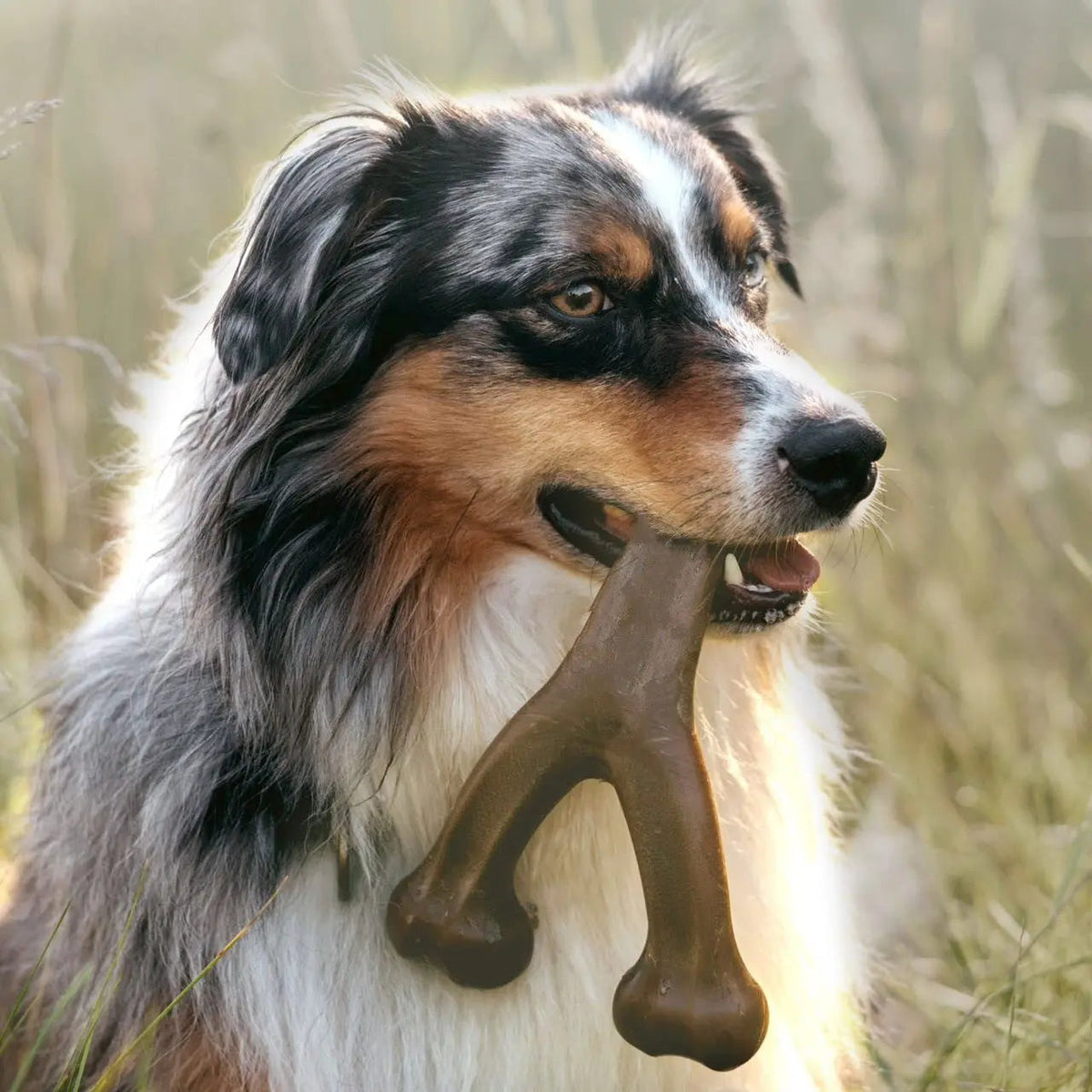 Australian shepherd carrying the brown wishbone dog chew toy through tall grass.
