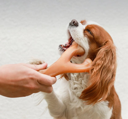 Cavalier spaniel chewing an orange wishbone dog chew toy held in a hand.