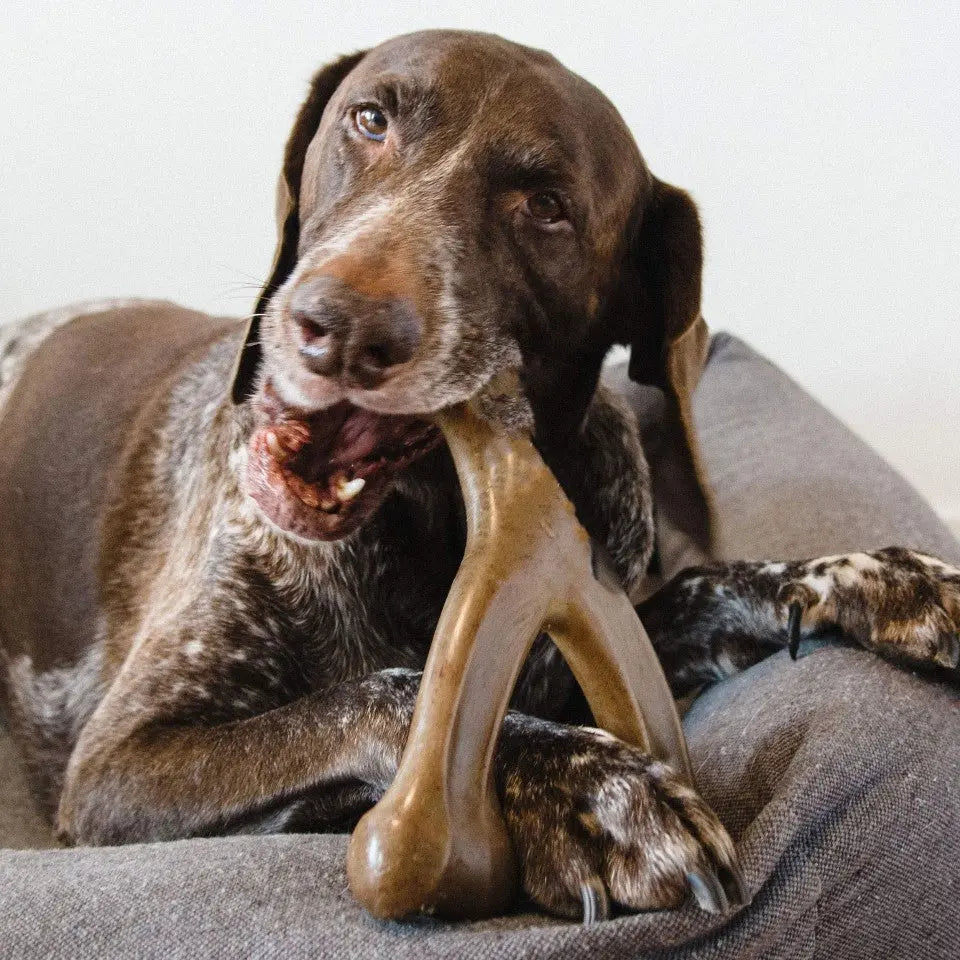 German shorthaired pointer chewing the brown wishbone dog chew toy on a bed.