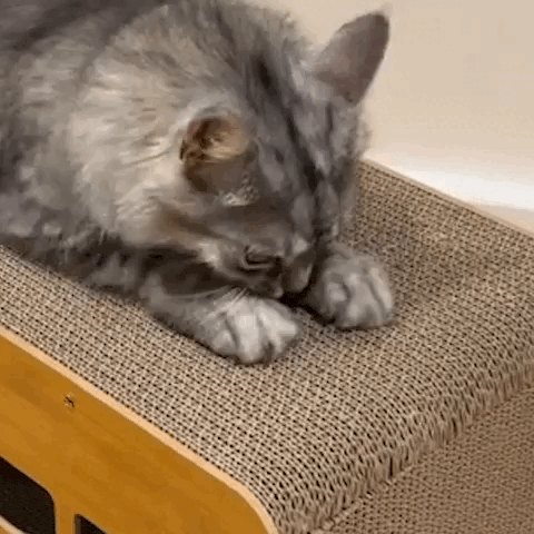 Gray cat working its claws into the corrugated cardboard top of the wooden cat scratcher house.