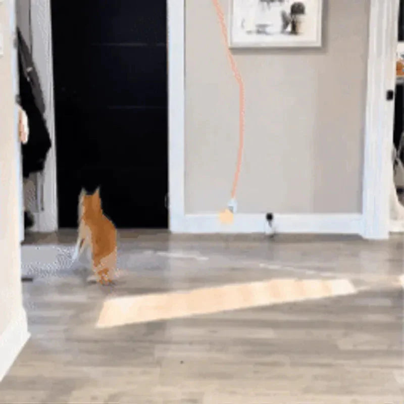 Ginger cat sitting in a doorway looking up at the feather teaser hanging from the Noblias yo-yo cat toy.